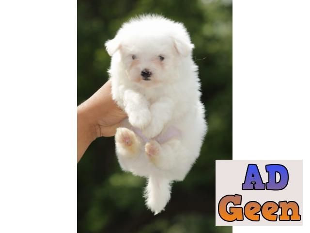 used Maltese Puppies Available for sale in Delhi for sale 